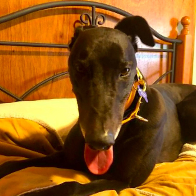 Photo of Logan The Greyhound