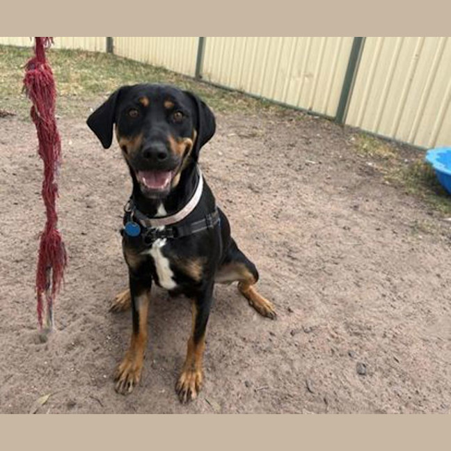 Photo of Honeysuckle