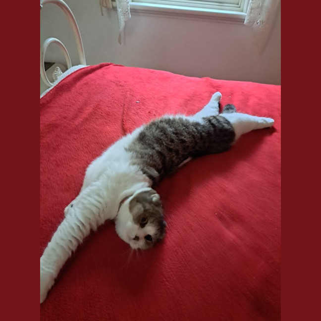 Photo of Melody