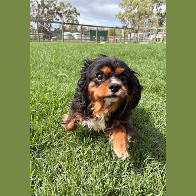 Photo of Gouda (Purple Collar)