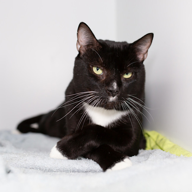 Photo of Pepper
