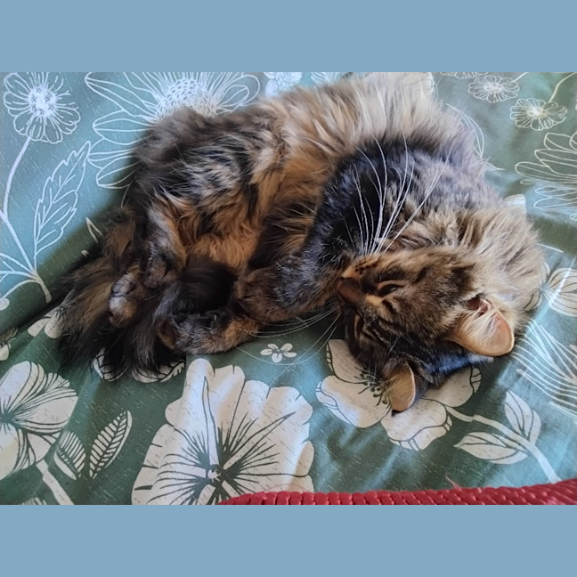 Photo of Kittykat
