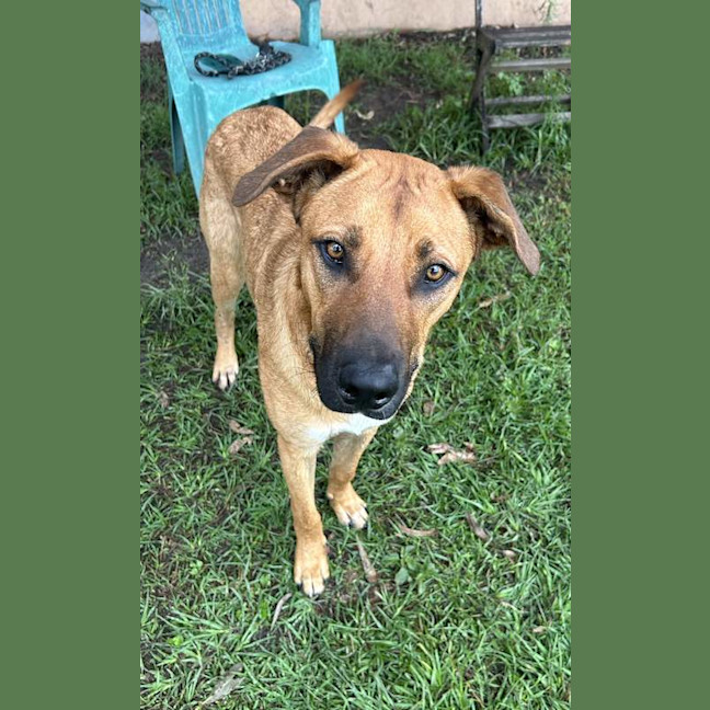 Photo of Bronco