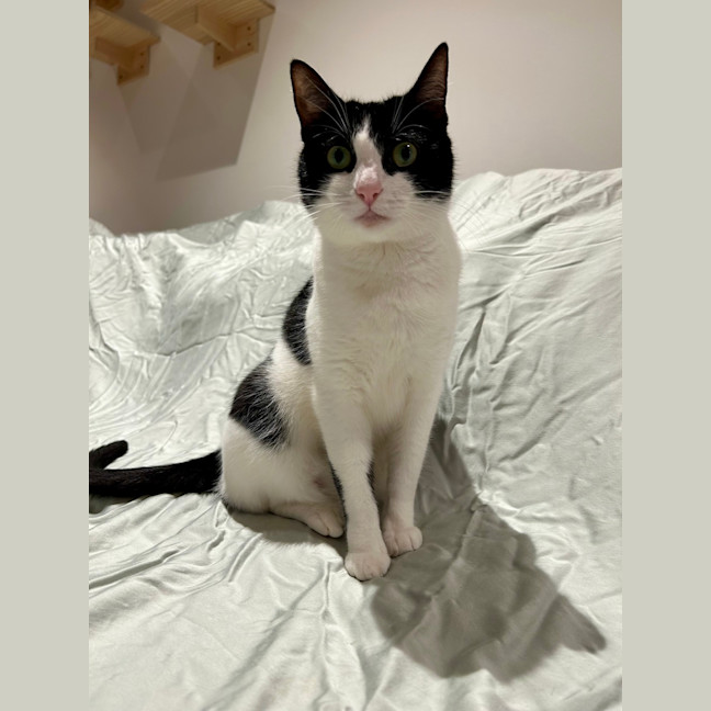 Photo of Martini 