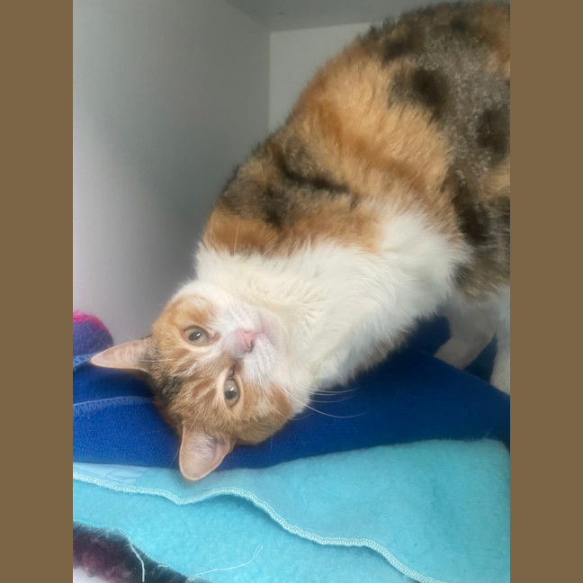 Photo of Brioche