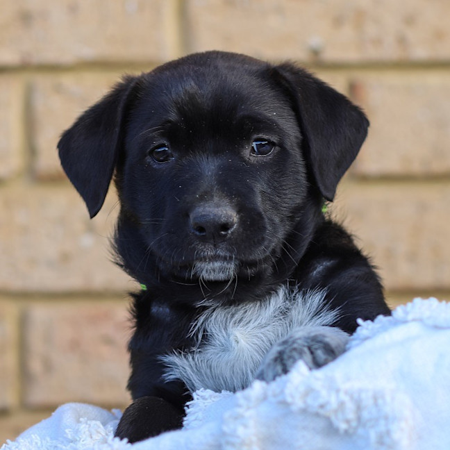 Photo of Sadie