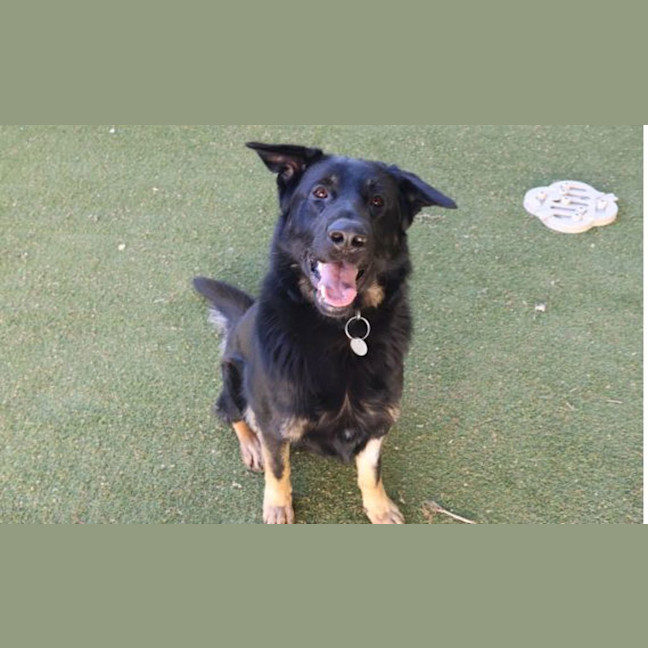 Photo of Odin