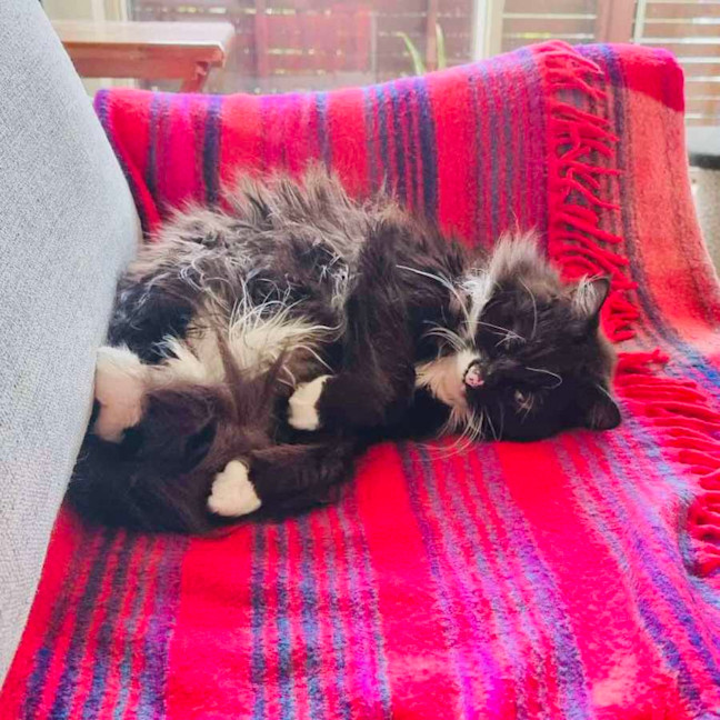 Photo of Kormos   Located In Thornbury