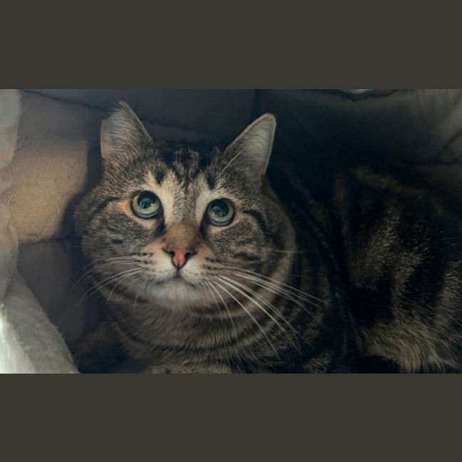 Photo of Moose