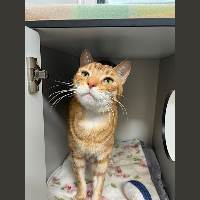 Photo of Gingerbread