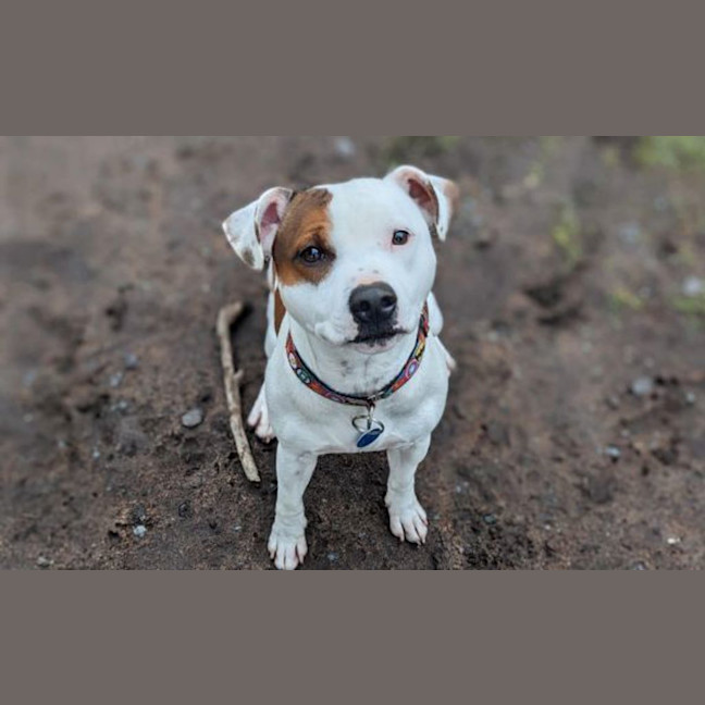 Photo of Bohdi
