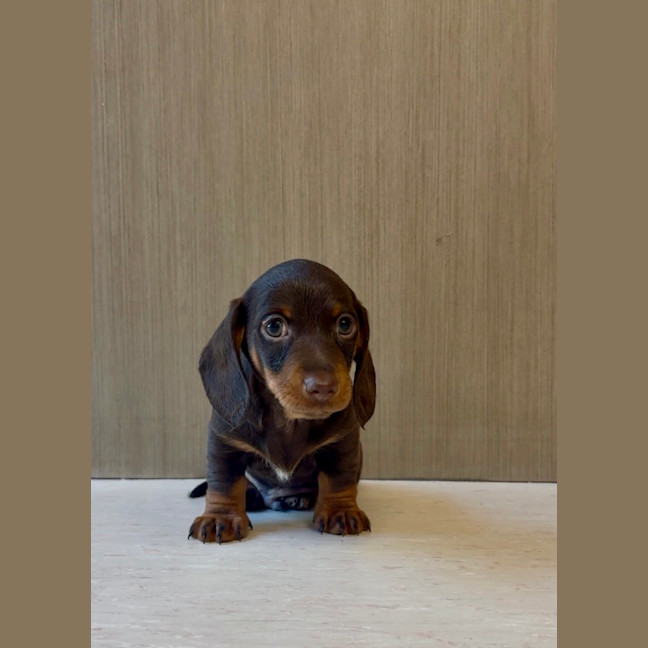 Photo of Arlo