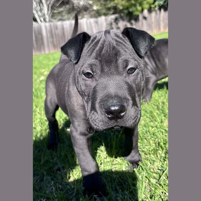 Photo of Rex