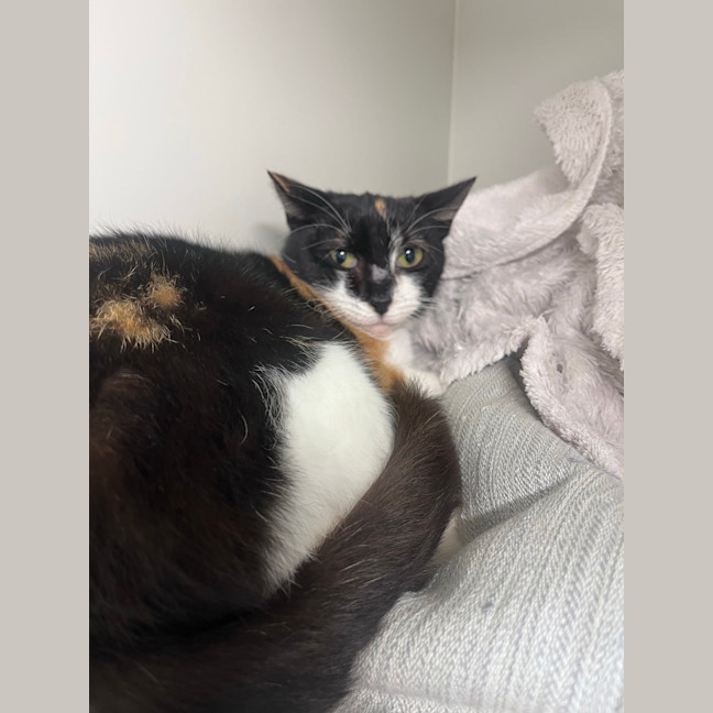 Photo of Pepsi