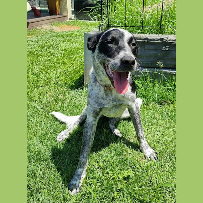 Photo of Lady Pepper