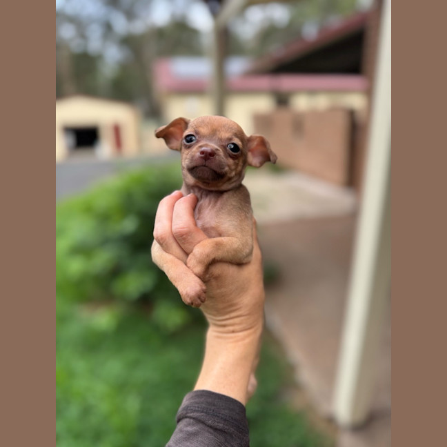 Photo of Buggy
