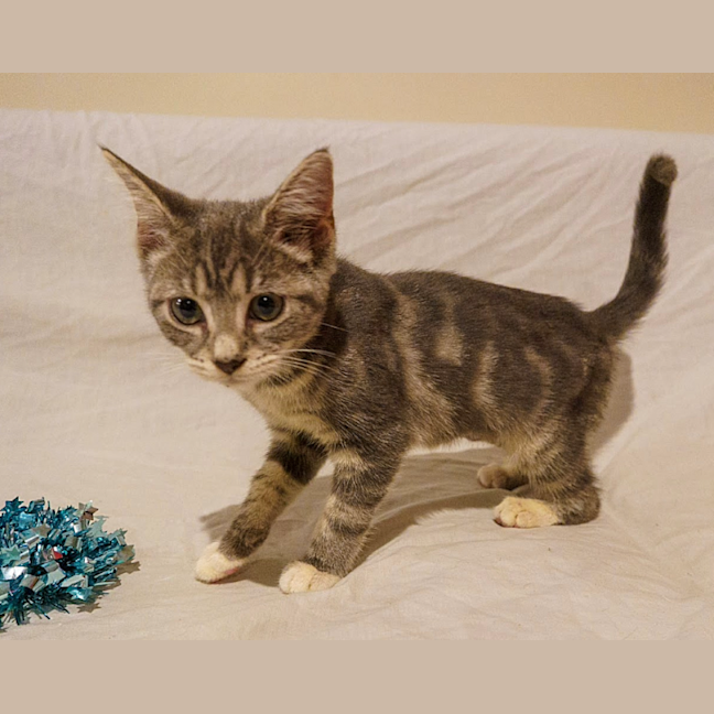 Photo of Sox
