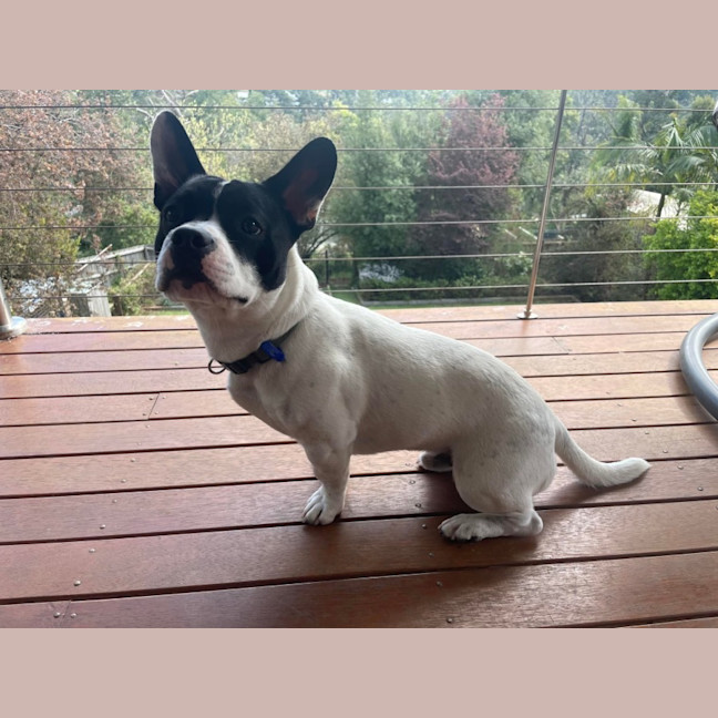 Ozzie Small Male French Bulldog x Jack Russell Terrier x Staffy Mix