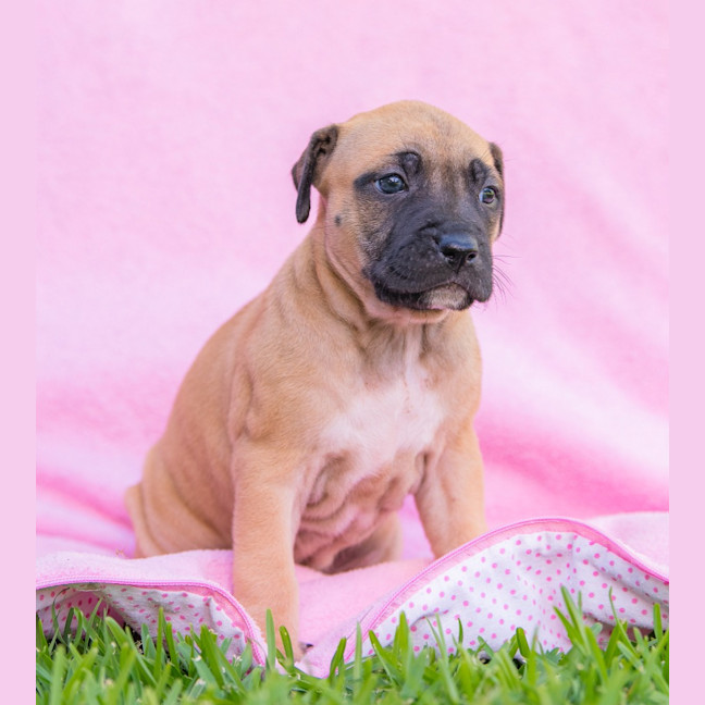 Photo of Salted Caramel