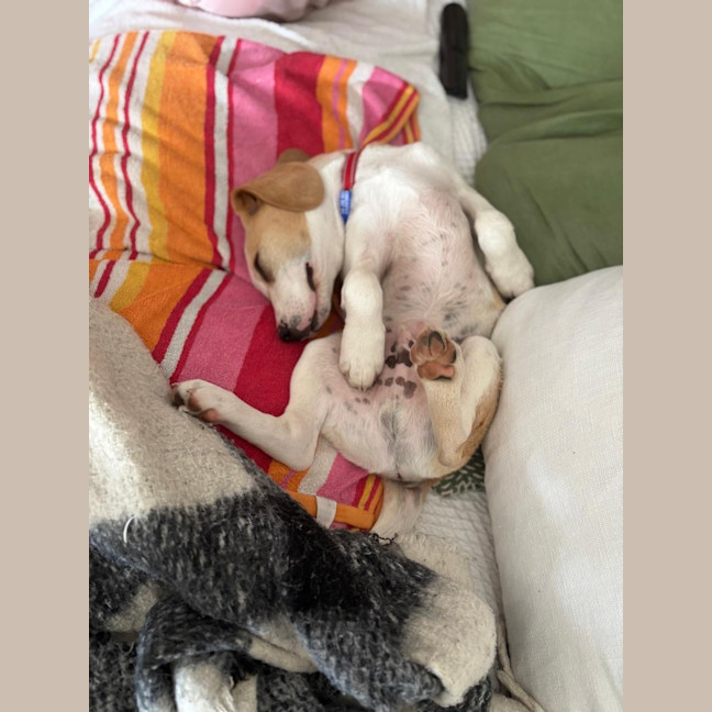 Photo of Henry B   3 Month Old Beagle