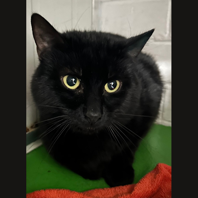 Photo of Wilbur