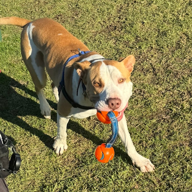 Photo of Boopington Mc Zoomie