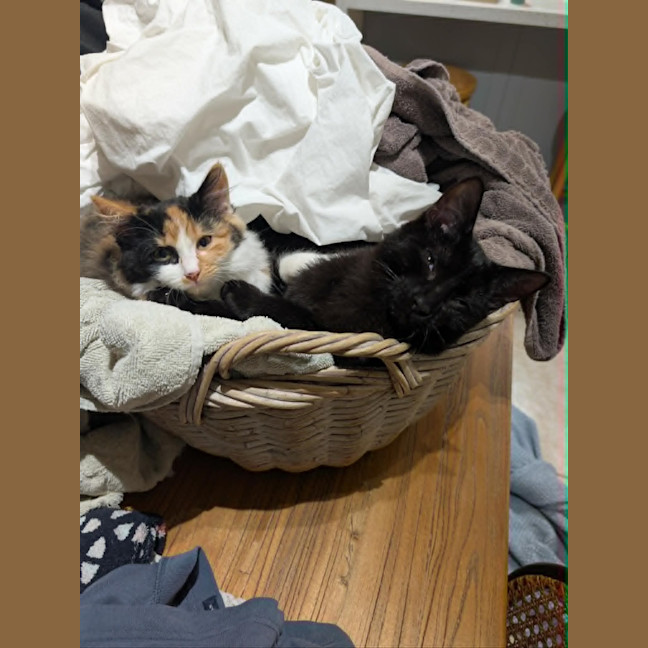 Photo of Zorro