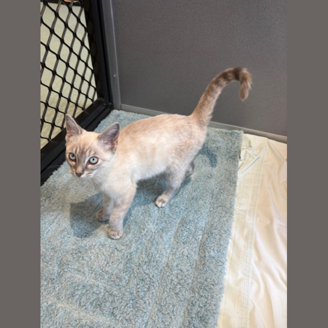 Photo of Snowbelle