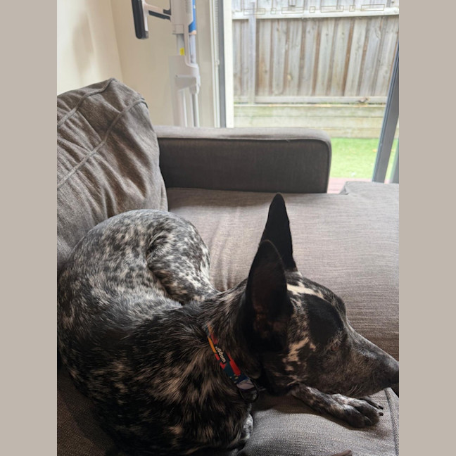 Photo of Blue