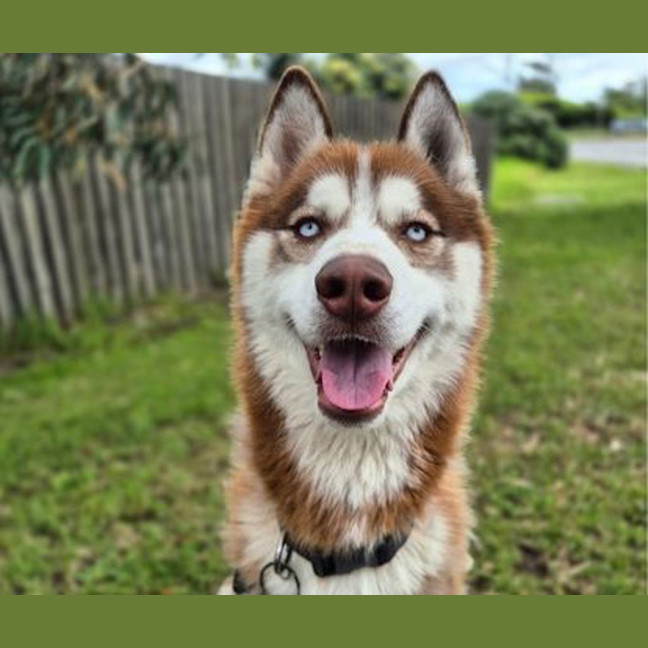 Photo of Buck