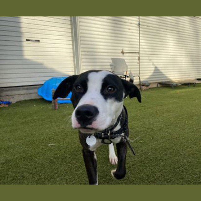 Photo of Moo