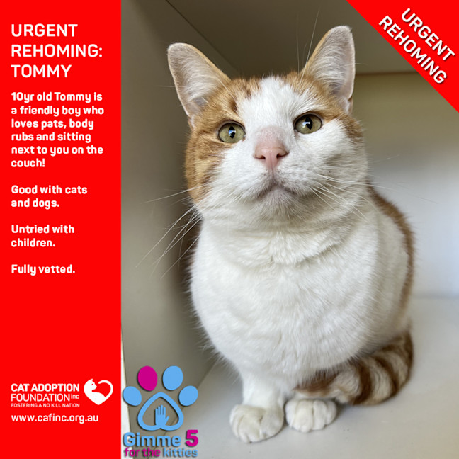 Photo of Tommy Private Rehoming No Charge!
