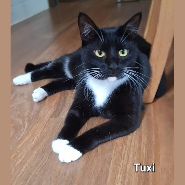 Photo of Tuxie