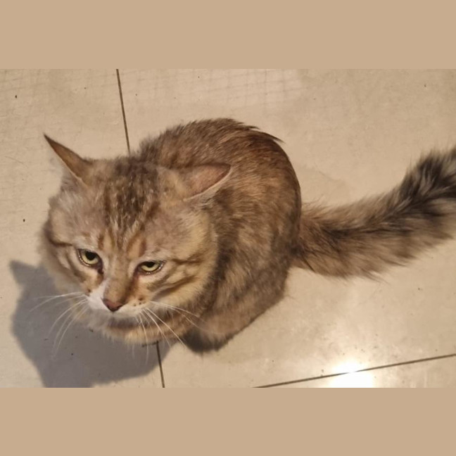 Photo of Lynx