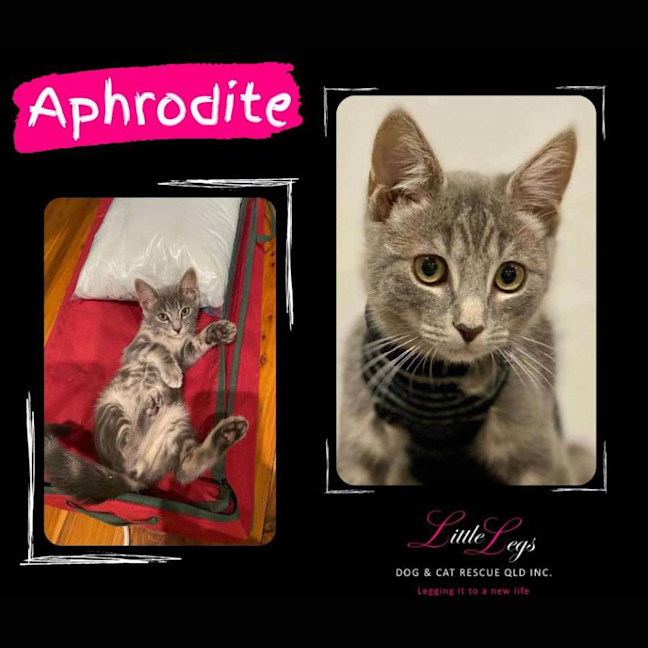 Photo of Aphrodite