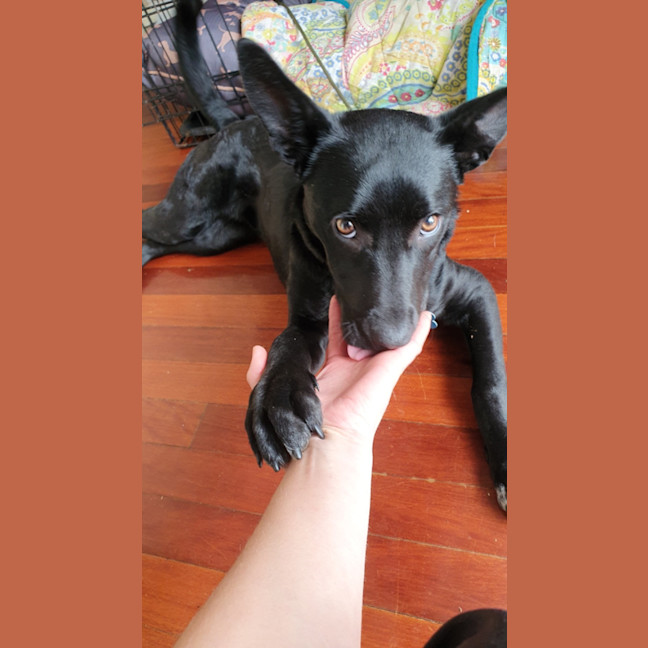 Photo of Yoda