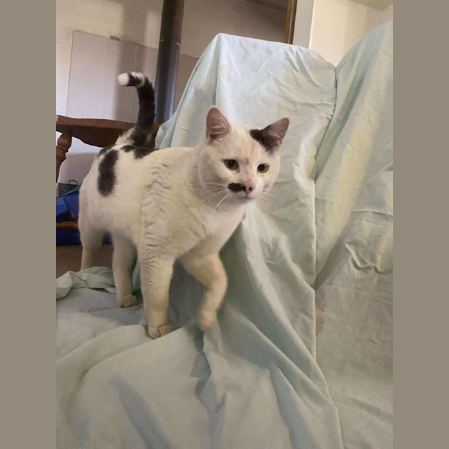 Photo of Harvey Kitler