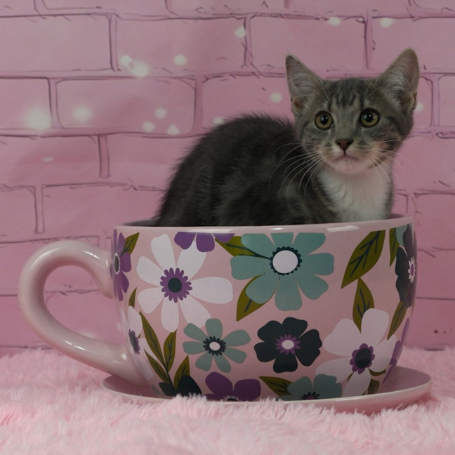 Photo of Misty