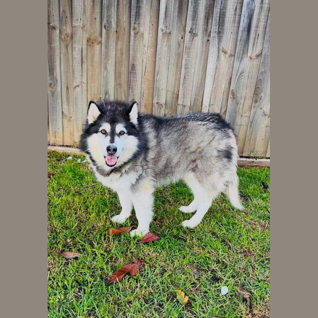 Photo of Harley