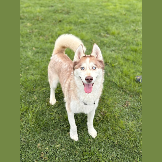 Photo of Wolf