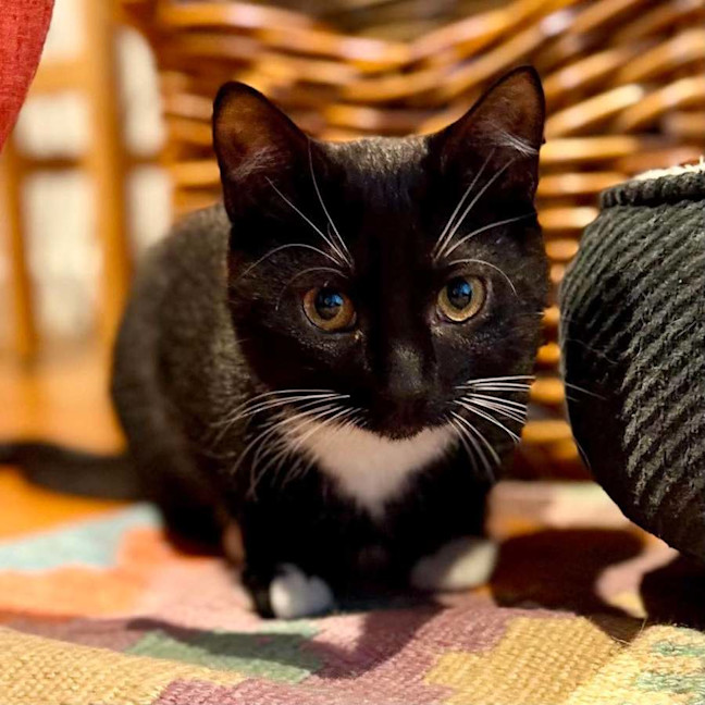 Photo of Sprinkles   In Foster Care In Brunswick East