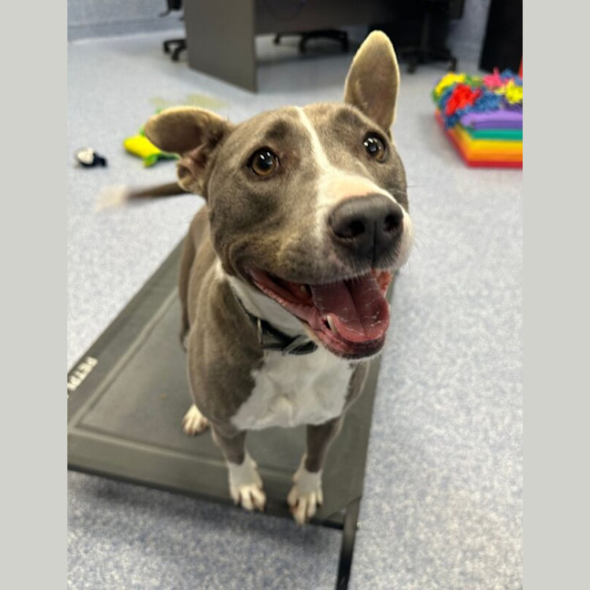 Photo of Bluey