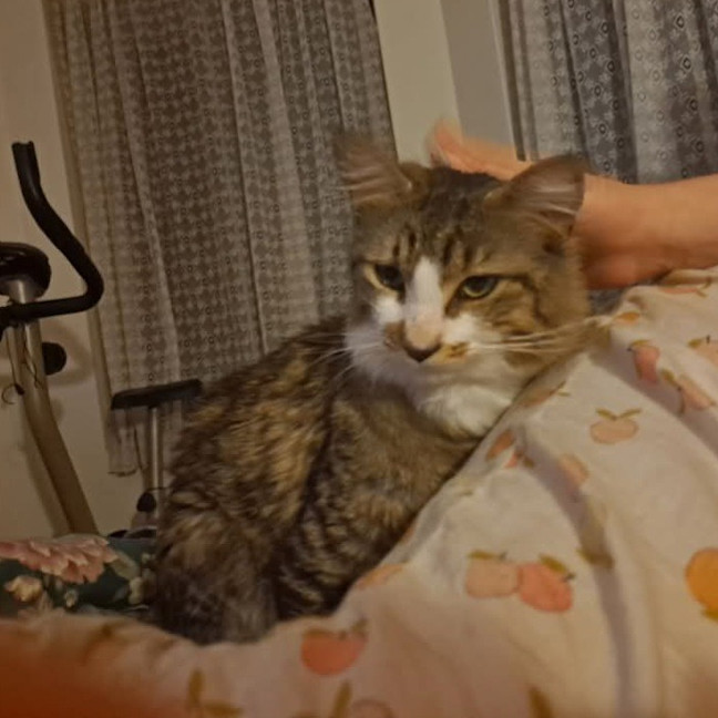 Photo of Purrlock Holmes