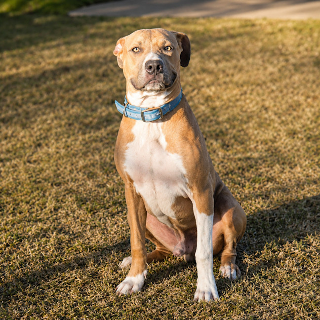Photo of Chance