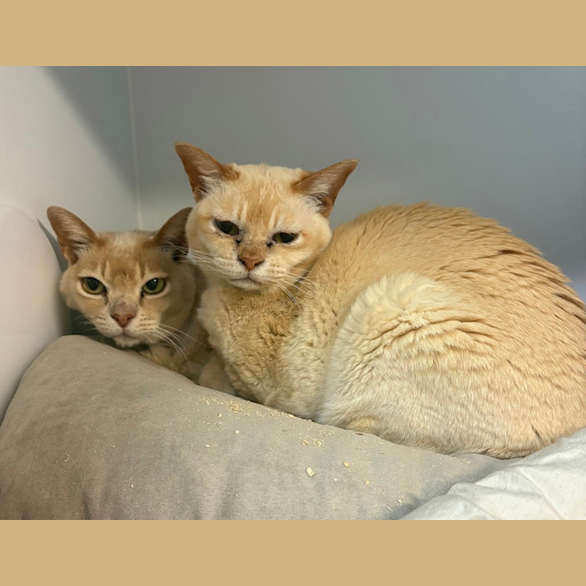 Photo of Buddy (Bonded With Honey)