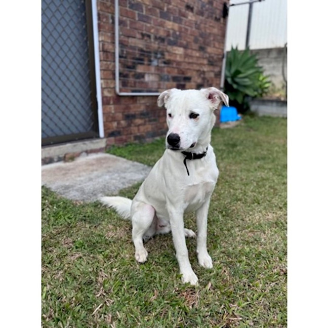 Photo of Brazil *$350 Adoption Fee*