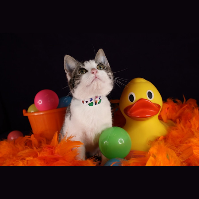 Photo of Thimble