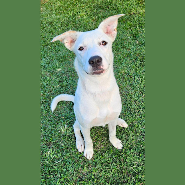 Photo of Rosie