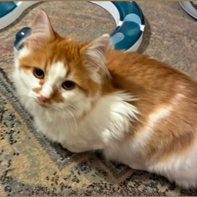 Photo of Simba