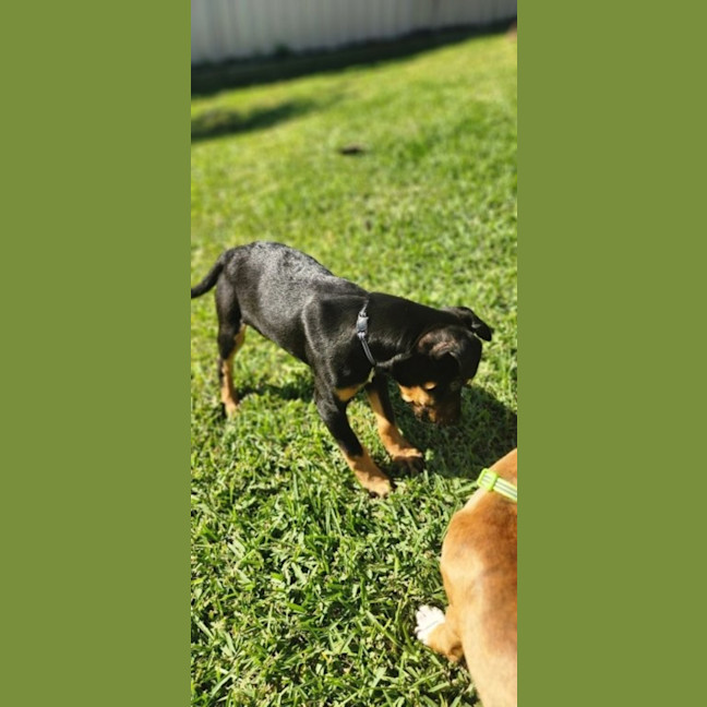 Photo of Pablo   5 Month Old Kelpie X Jack Russell